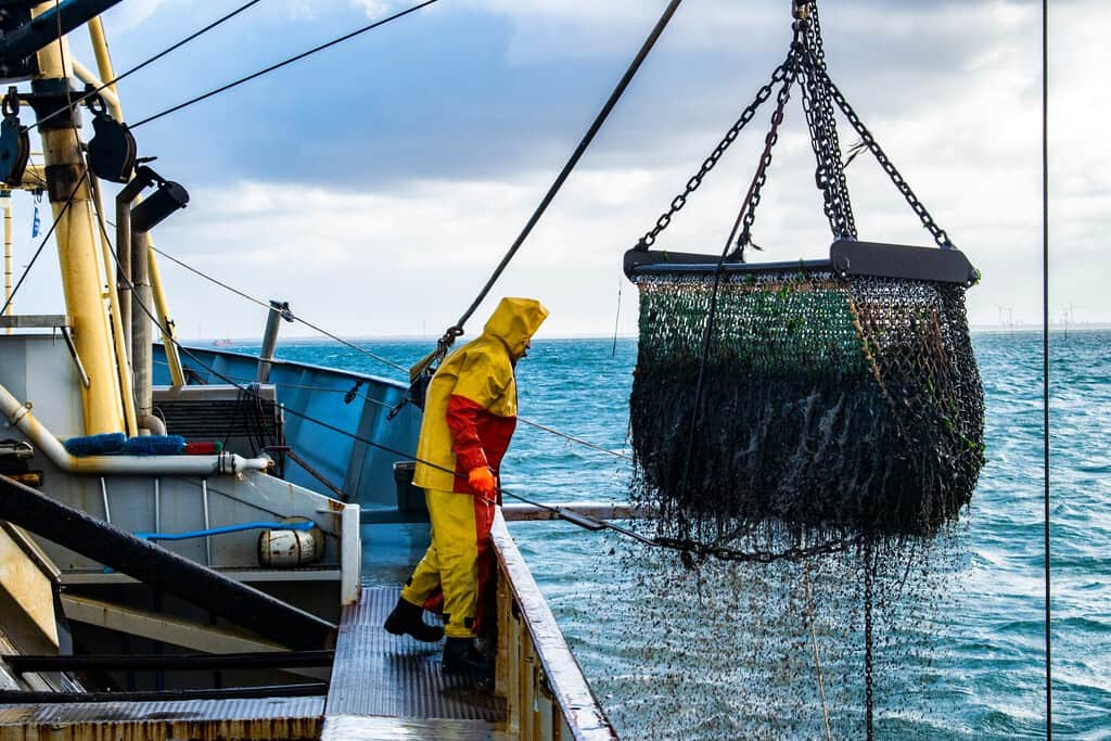 Cada vez es más difícil encontrar pulpo en Galicia, pero a la gran industria pesquera en realidad le importa bien poco: pesca a miles de kilómetros