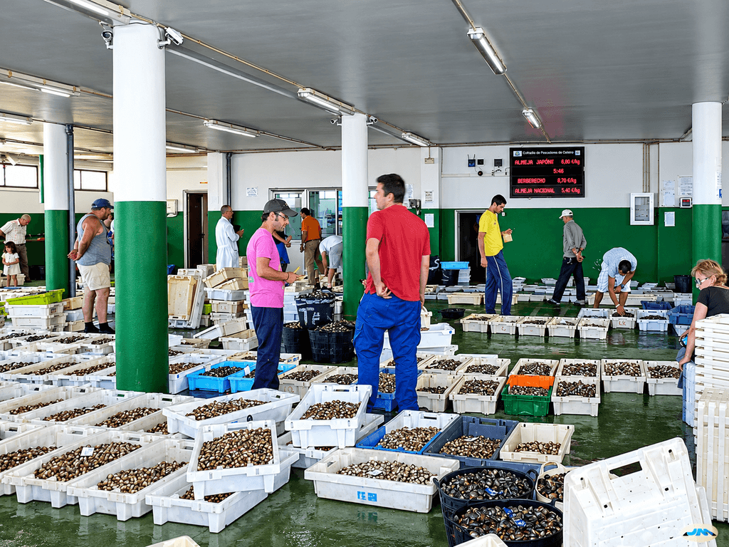 Galicia siempre ha sido la cuna del marisco en España. El problema es que ha perdido la mitad en solo diez años