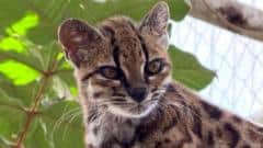La nueva especie de gato salvaje hallada en Bolivia y de la que solo se conoce un ejemplar