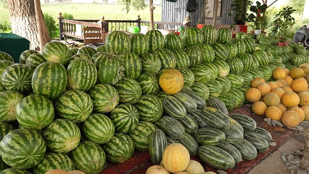 De la tierra a la mesa, seguir las cosechas estacionales de Uzbekistán