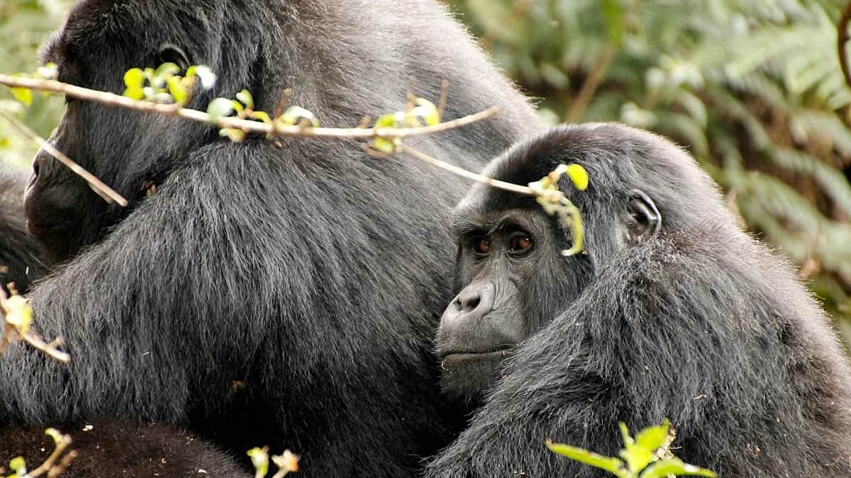 Nuevo ranking revela los 10 mejores encuentros de fauna salvaje por los que viajar