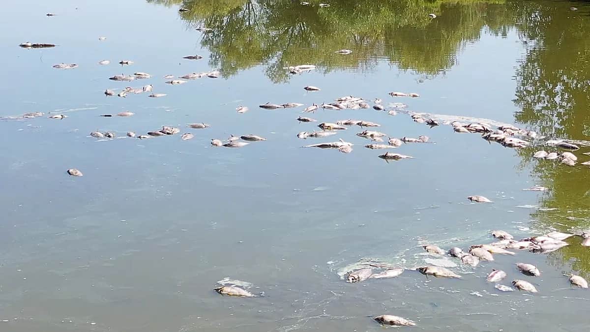 La sequía en Hungría deja lagos secos y decenas de miles de peces muertos en una piscifactoría