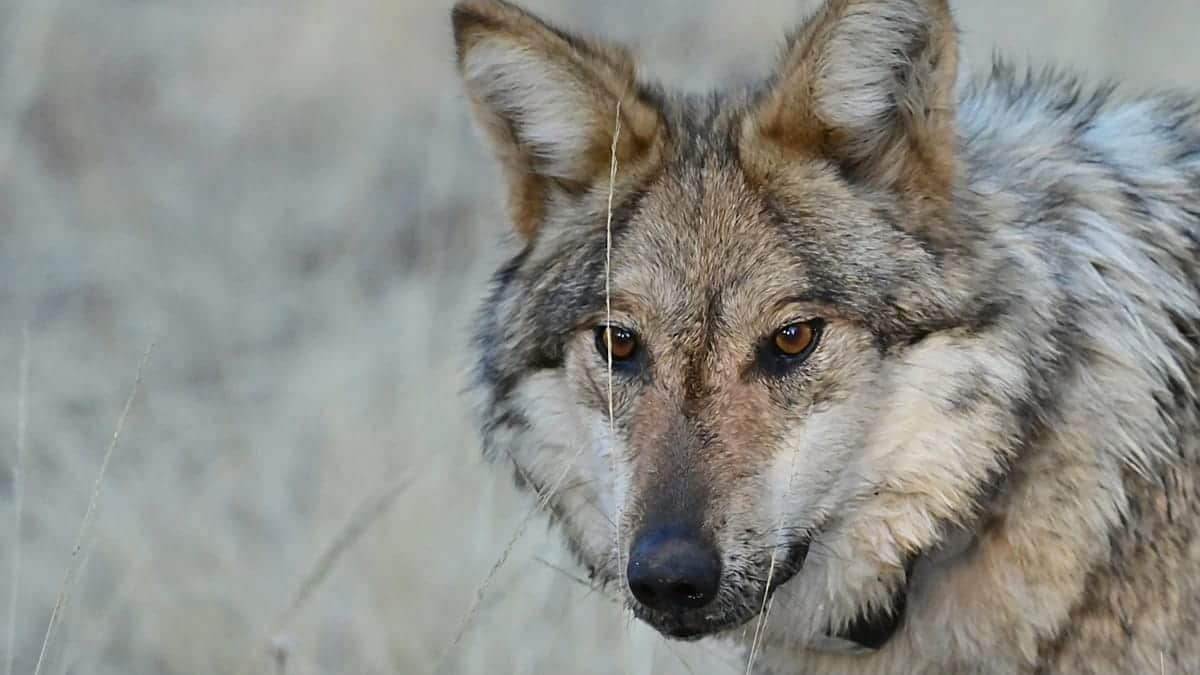 Quién teme al lobo, cómo Italia convive con una población en aumento entre mitos y alarmas