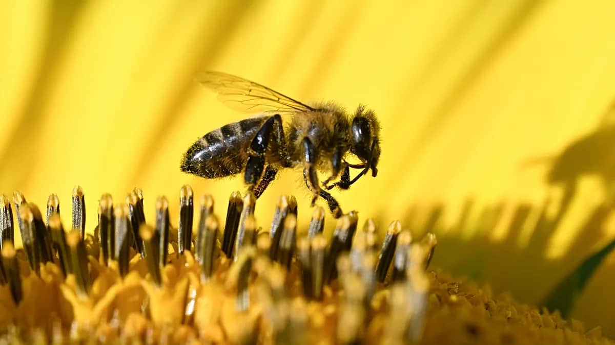 La población de abejas de Hungría está en peligro, alerta la Asociación Nacional de Apicultura