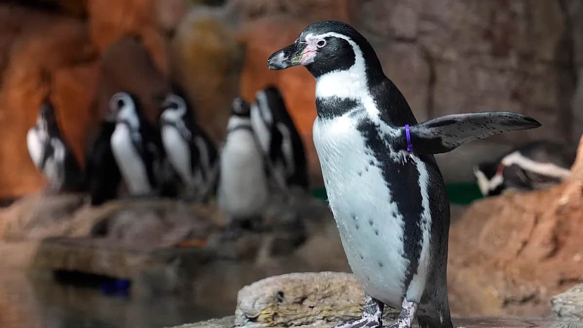 Ponen chalecos a pingüinos chilenos para proteger sus heridas en curación