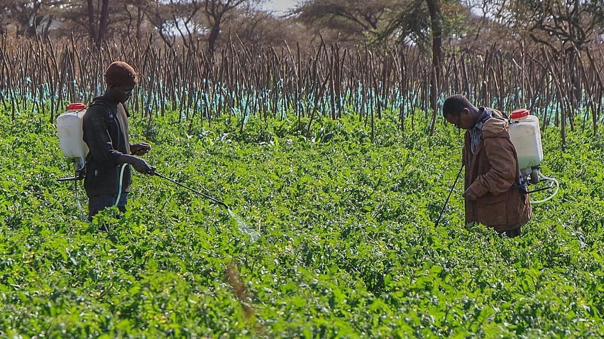Los pesticidas provocan 400 millones de intoxicaciones al año entre agricultores, según estudio