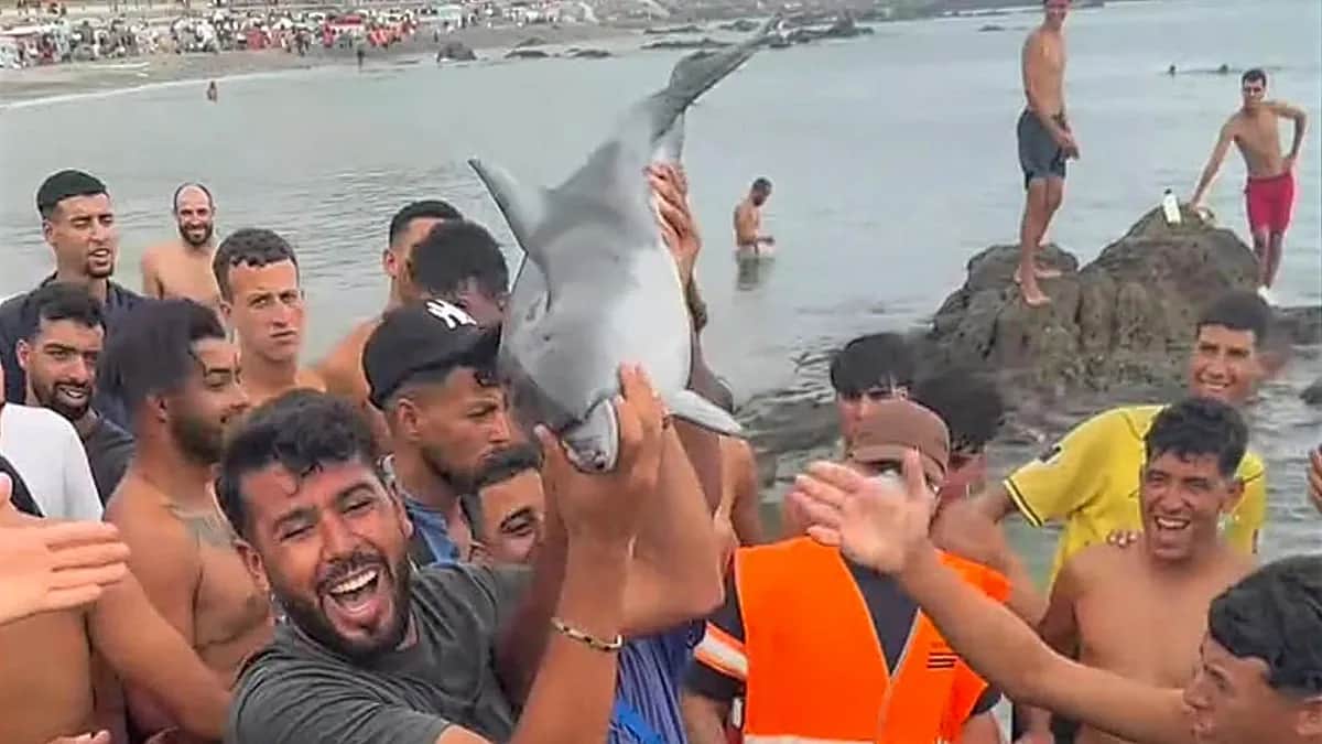 Una asociación denuncia la muerte violenta de una cría de delfín en la playa del Trampolín, en Ceuta