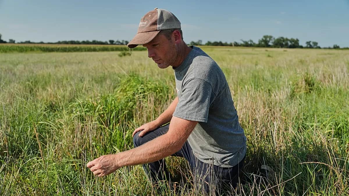 El cereal que se planta una vez y sobrevive durante años a la sequía