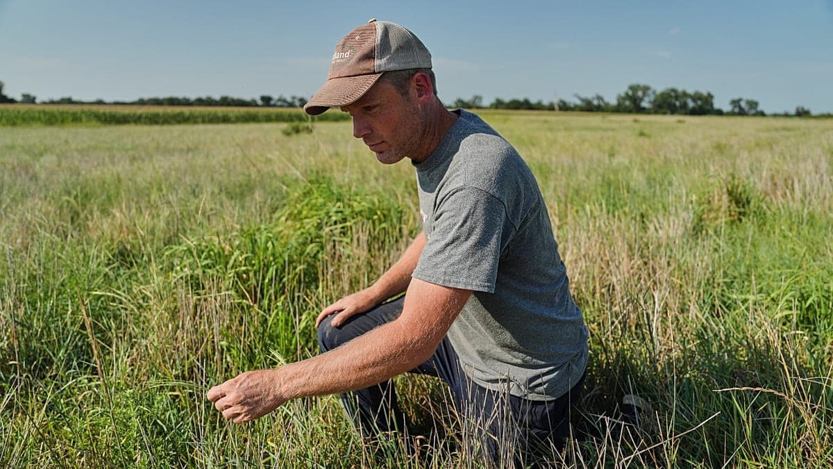 El cereal que se planta una vez y sobrevive durante años a la sequía
