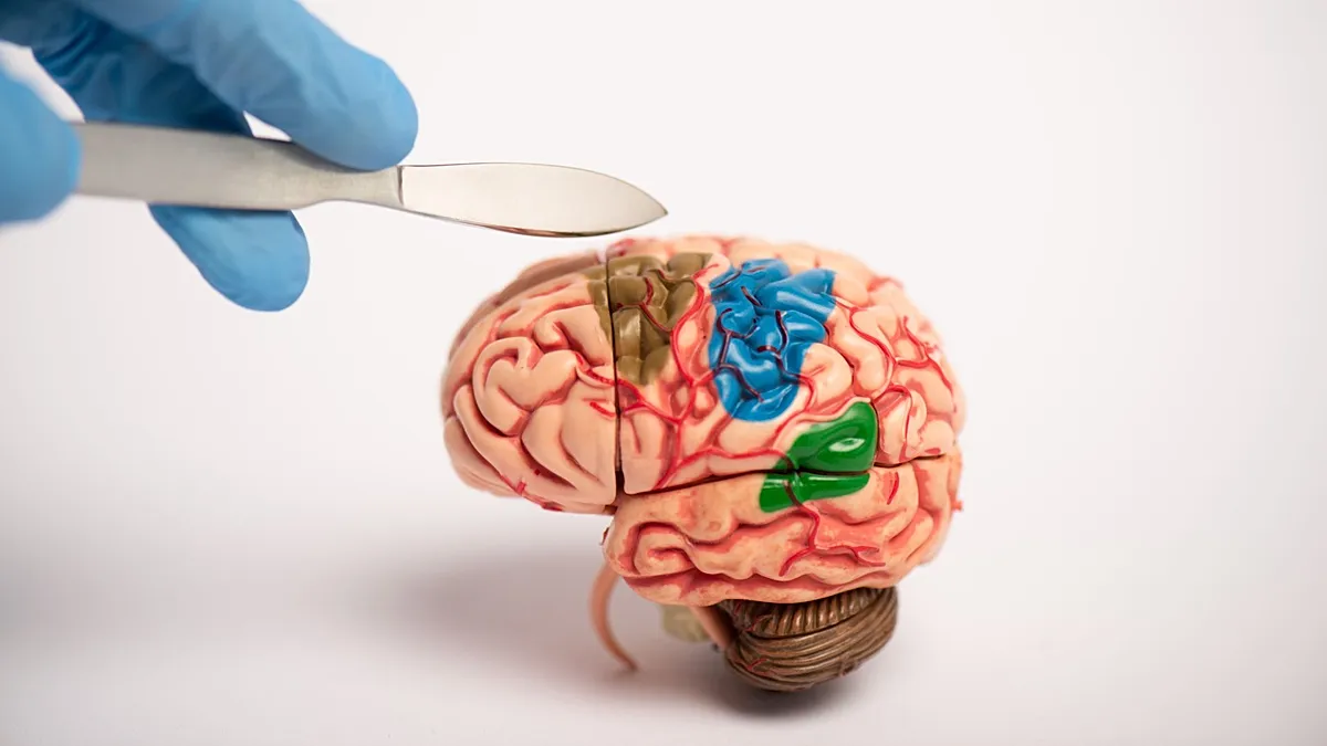 La debilidad oculta del cerebro joven, cuando la plasticidad falla