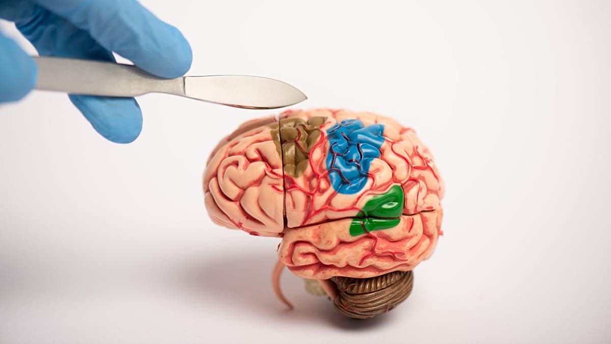 La debilidad oculta del cerebro joven, cuando la plasticidad falla