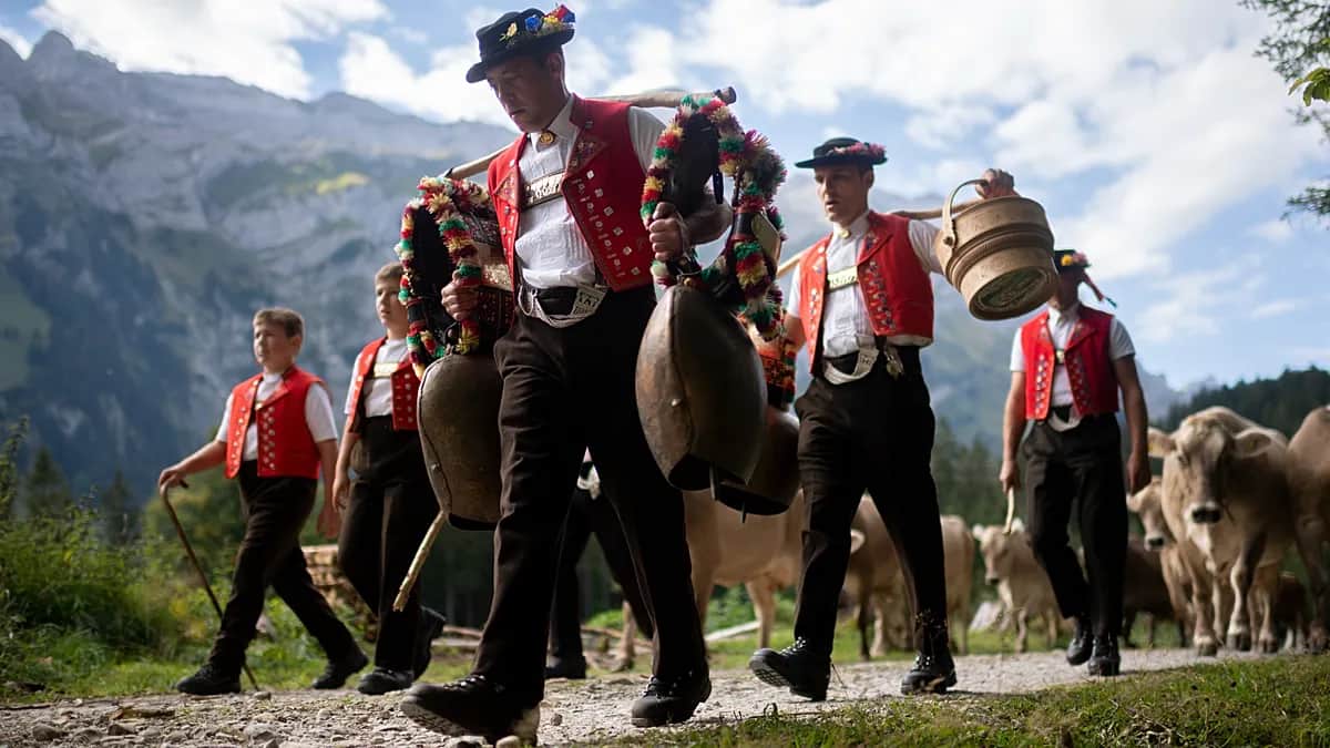 Vacas engalanadas con flores llevan la tradición alpina al festival de Gstaad
