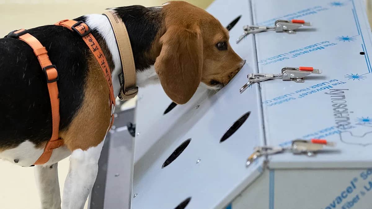 ¿Pueden los perros detectar cáncer? Una empresa india dirige su olfato a la IA