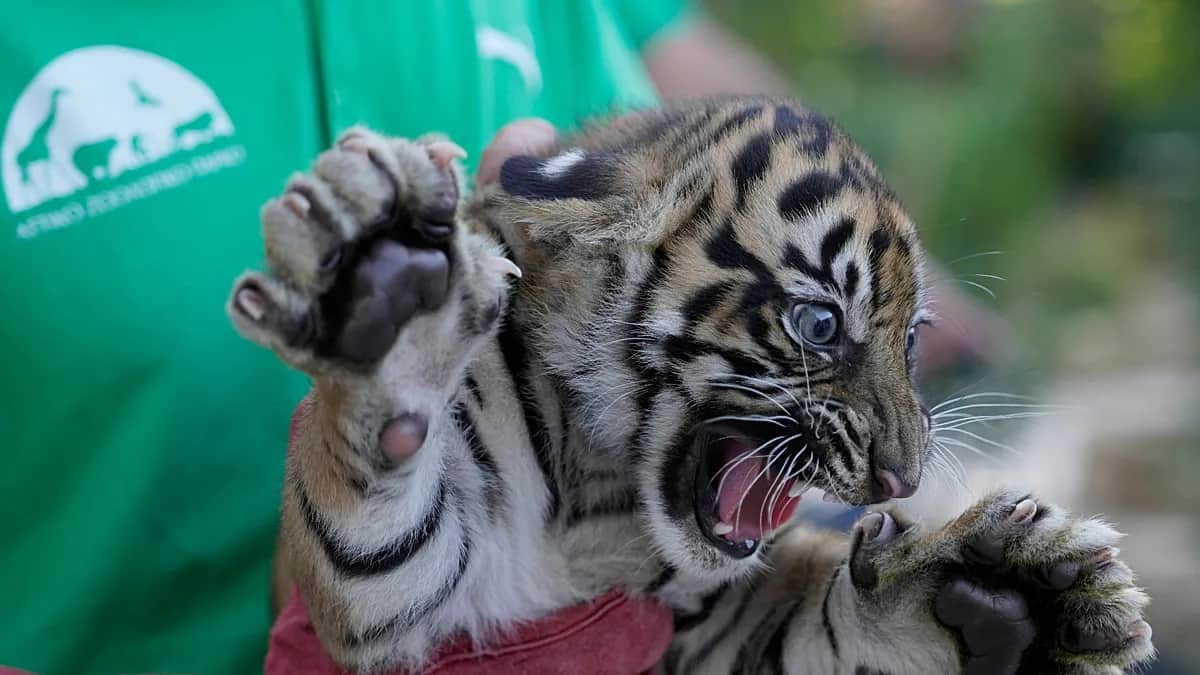 Cachorros de tigre de Sumatra pasan su primera revisión médica en un zoo griego