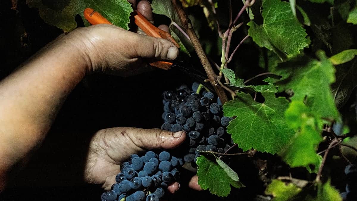 Una finca del Alentejo implanta la vendimia nocturna para combatir las olas de calor de 42ºC en Portugal