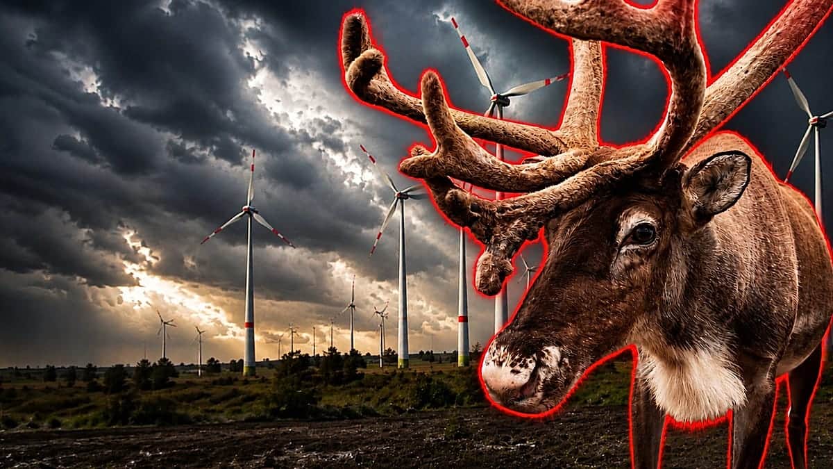 Los aerogeneradores causan malformaciones en animales, ¿mito o realidad?