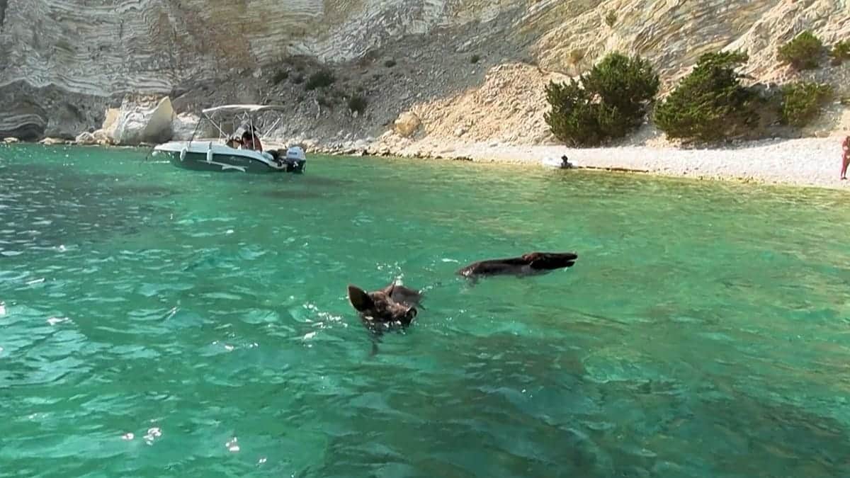Atokos: la pequeña isla griega donde los turistas toman el sol y se bañan entre cerdos salvajes