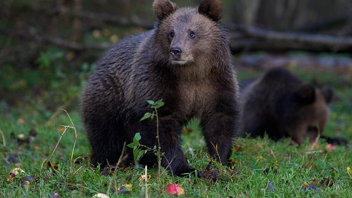 Logró subirse a un árbol: los osos atacan a personas en decenas de regiones de Rusia