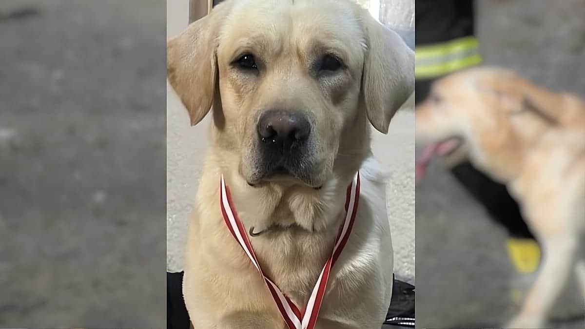 Muere Quino, el perro rescatista valenciano que enfermó tras volver del terremoto de Venezuela