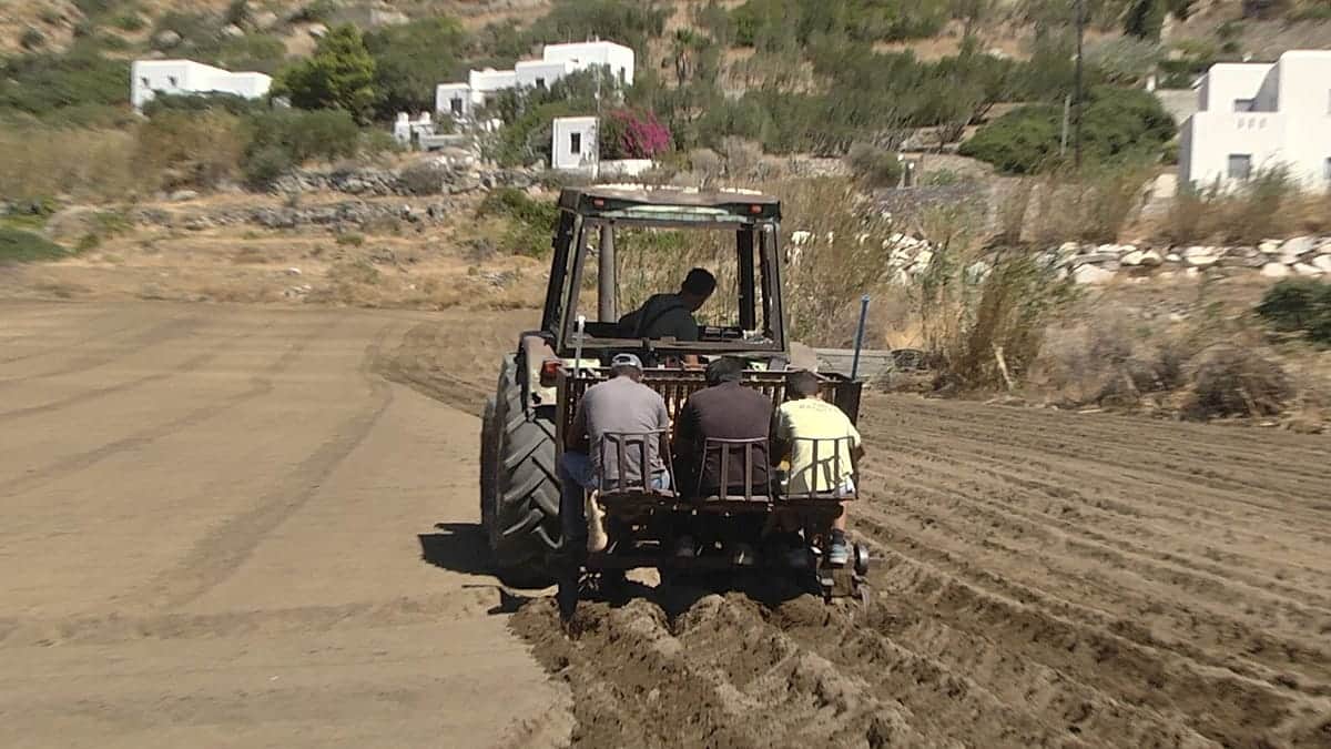 La sequía y el aumento de costes amenazan la supervivencia de la emblemática patata de Naxos