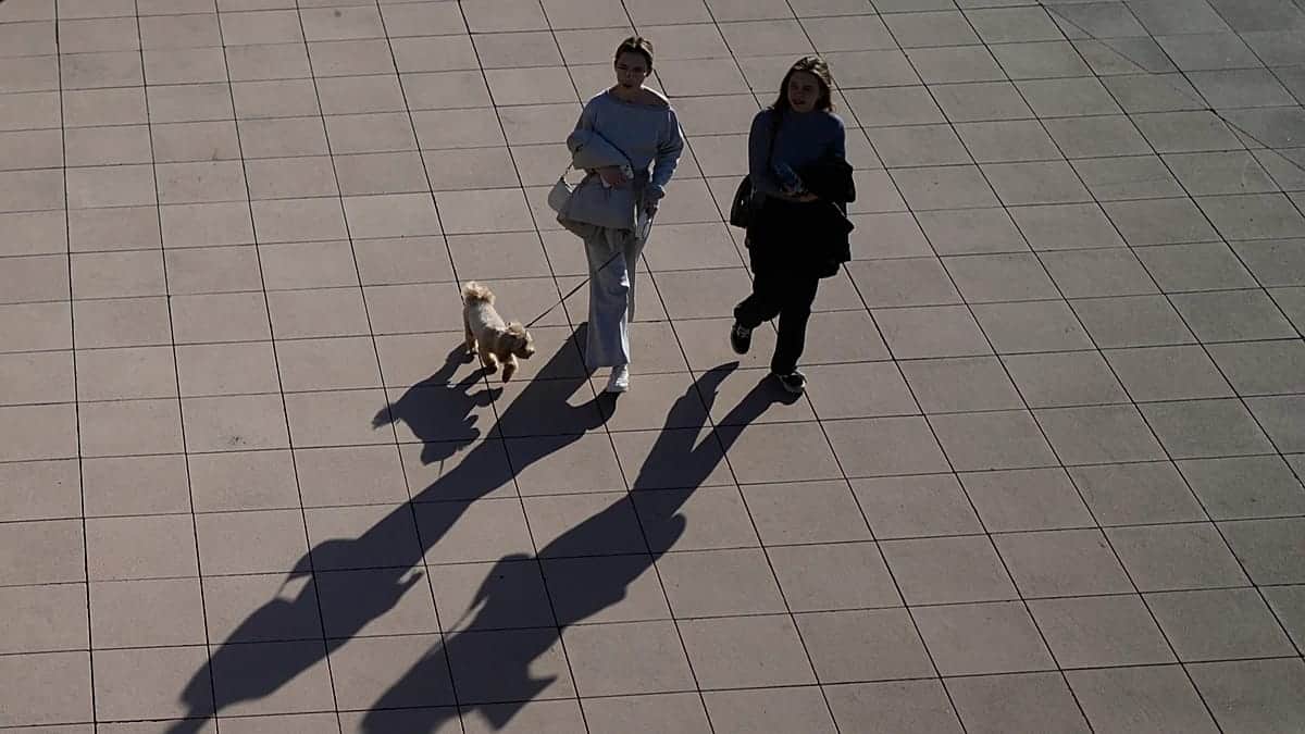Rusia retira 60.000 dosis de la vacuna Multican-8 tras confirmar su vínculo con la muerte de 300 perros