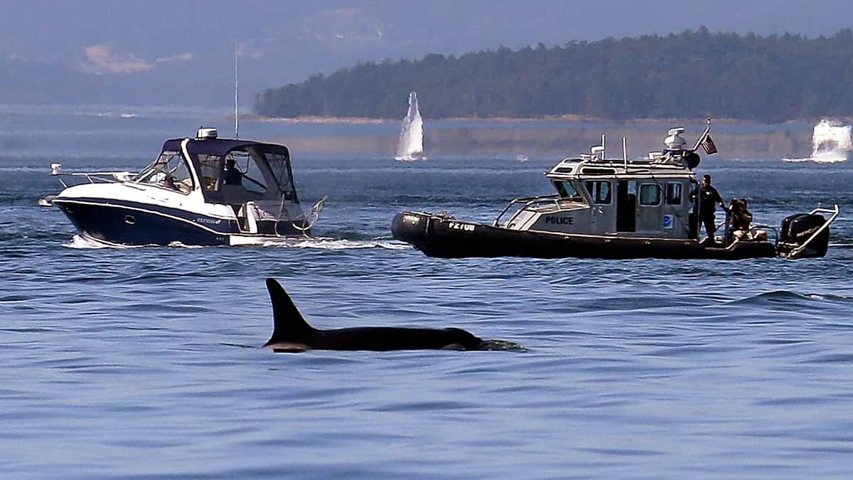 La Administración Trump busca rebajar la protección de las especies en peligro de extinción