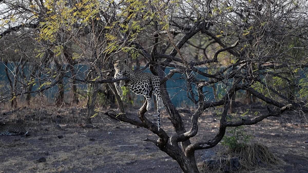 Un hallazgo 'extraordinario': científicos descubren nueva especie de felino salvaje tras 100 años