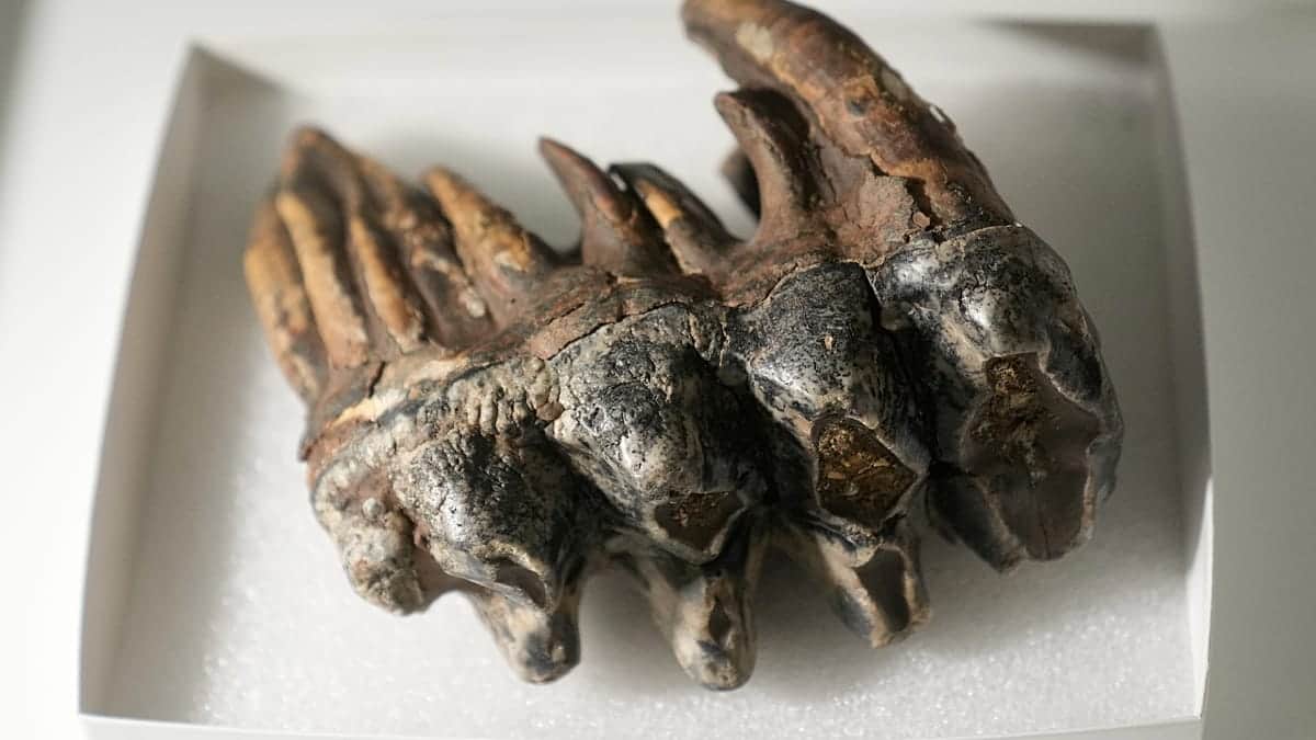 Un diente de la Edad de Hielo, fósil de mastodonte hallado en la bahía de San Francisco