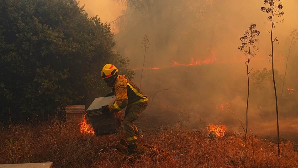Niños nacidos en una Europa en llamas, cómo empeora el riesgo de incendios y cómo frenarlo