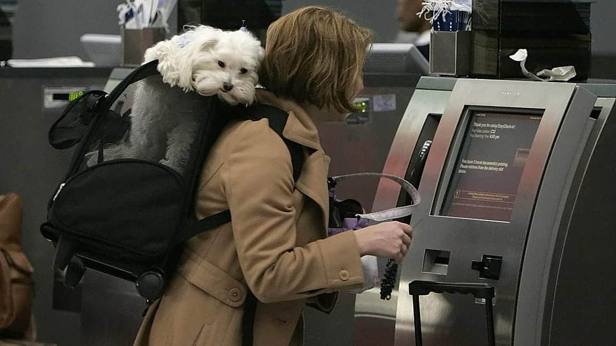 ¿Viajas con tu gato o tu perro? Estas son las mejores aerolíneas europeas para mascotas