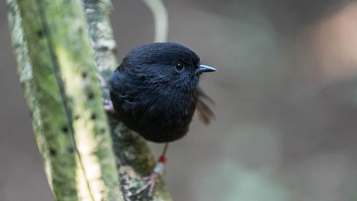 Los neozelandeses eligen al petirrojo negro, rescatado de la casi extinción, como Ave del Año