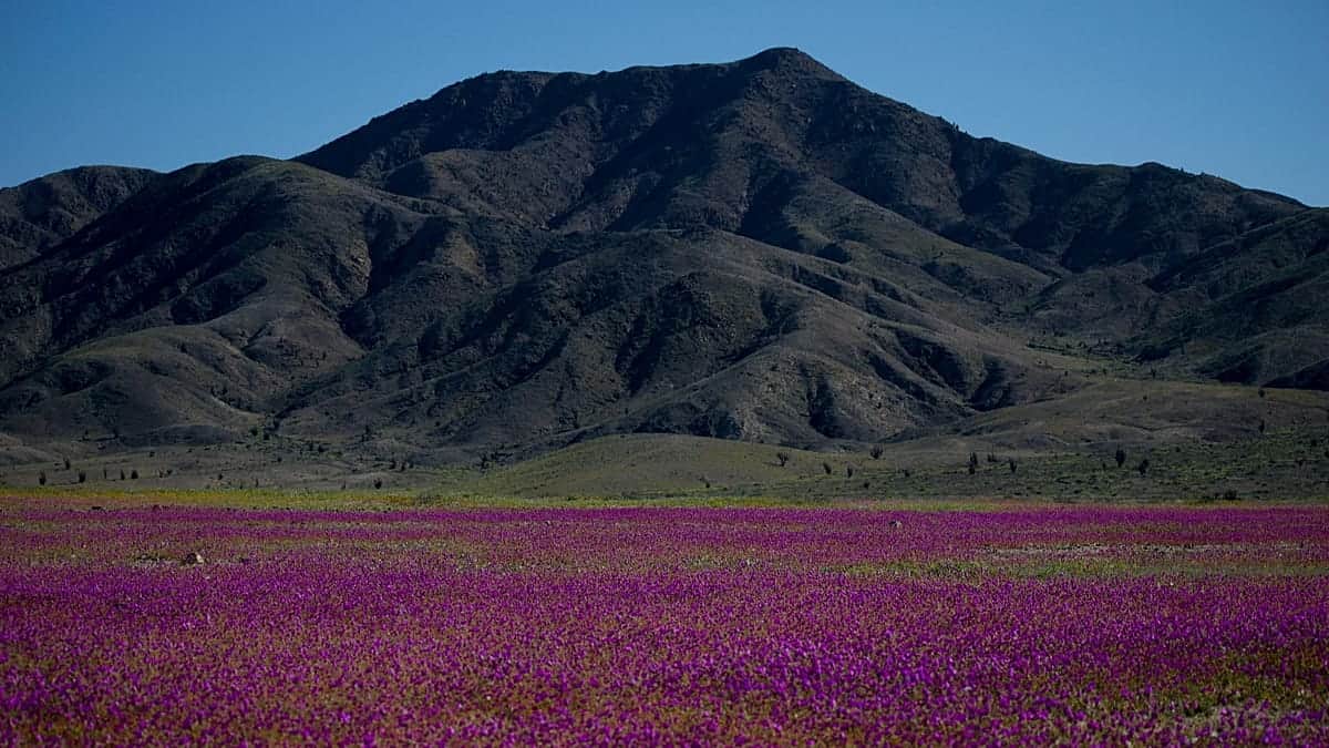 El Niño transforma el desierto de Atacama: miles de hectáreas se cubren de flores
