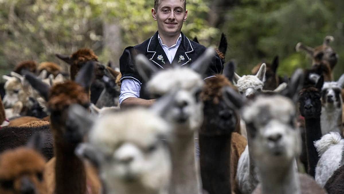 La migración de alpacas, lanudas viajeras bajan de los Alpes suizos