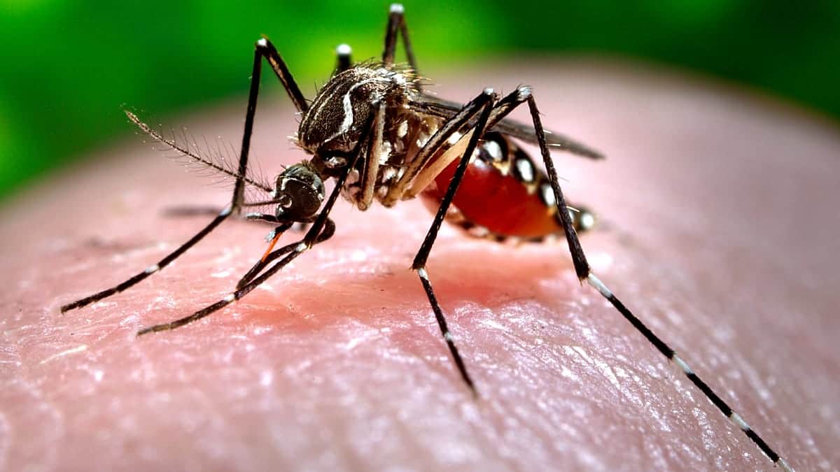 Proyecto experimental libera 30.000 mosquitos en Lisboa, pero no pican