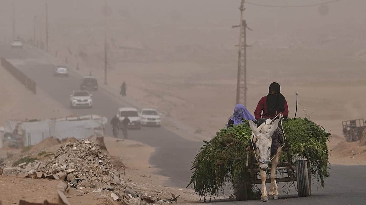 Pastores de Cisjordania trasladan leche de noche con burros y zanjas