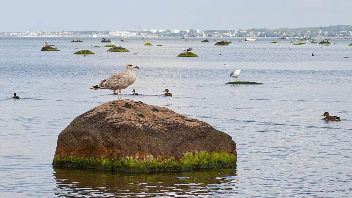 El mar, lleno de diclofenaco: Así se intenta reducir la contaminación farmacéutica en el Báltico