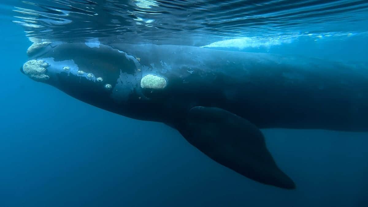¿Qué está matando a las crías de ballena en la Patagonia? Una bacteria, bajo sospecha