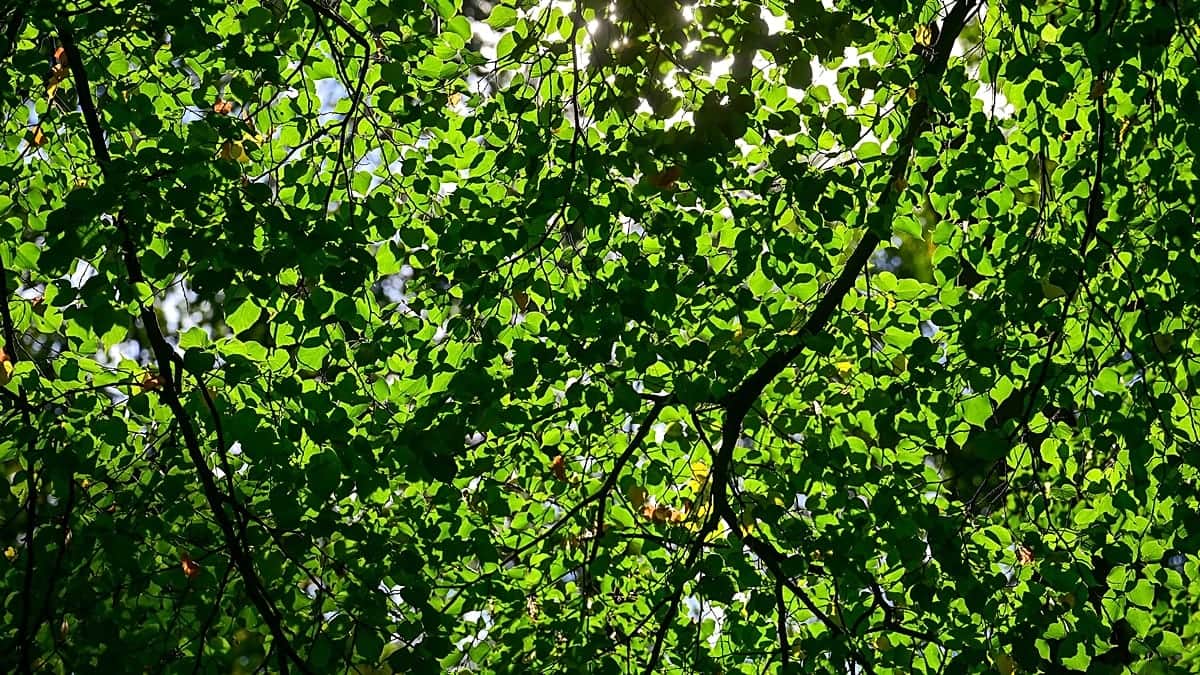 El Gobierno húngaro lanza un plan de reforestación y arbolado