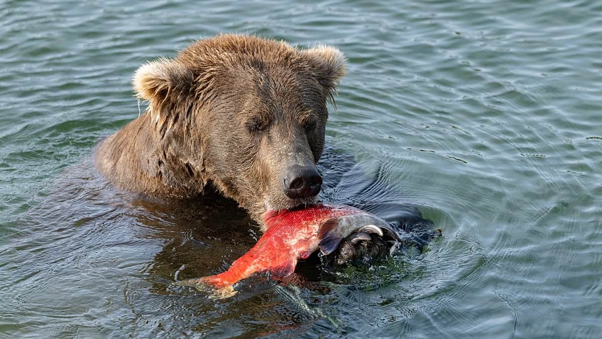 Regresa la Fat Bear Week, los mayores osos de Alaska compiten por el título