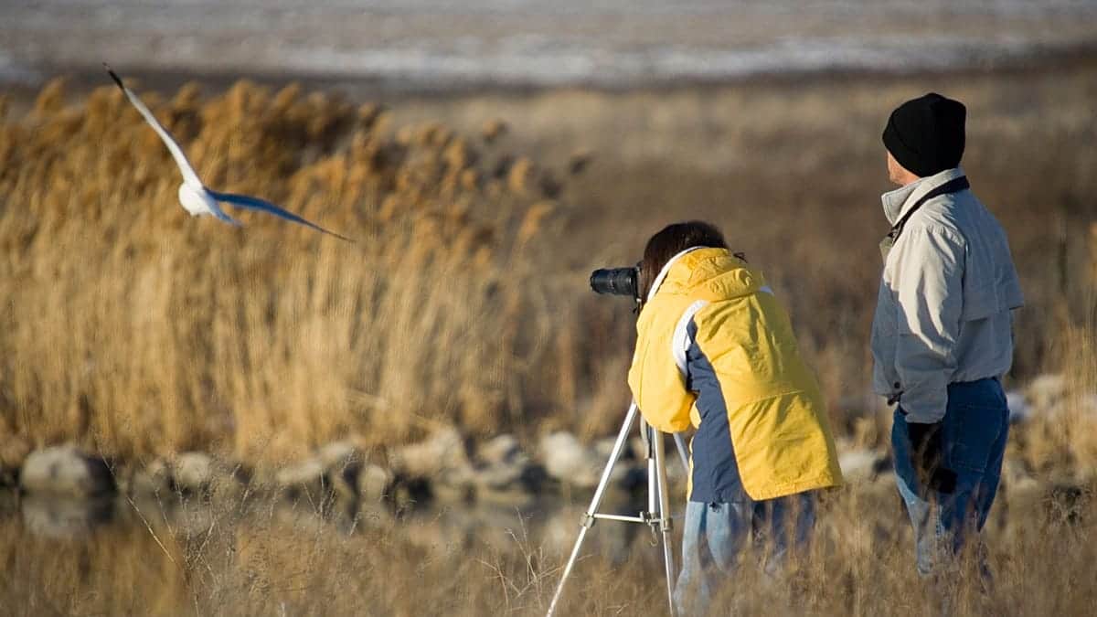 La observación de aves podría ayudar en la recuperación del ictus al mejorar la comunicación