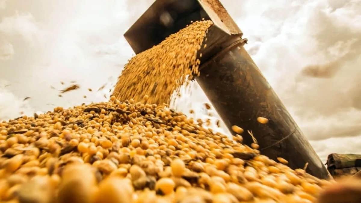 La soja superó los u$s480 y tocó un nuevo récord en más de dos años