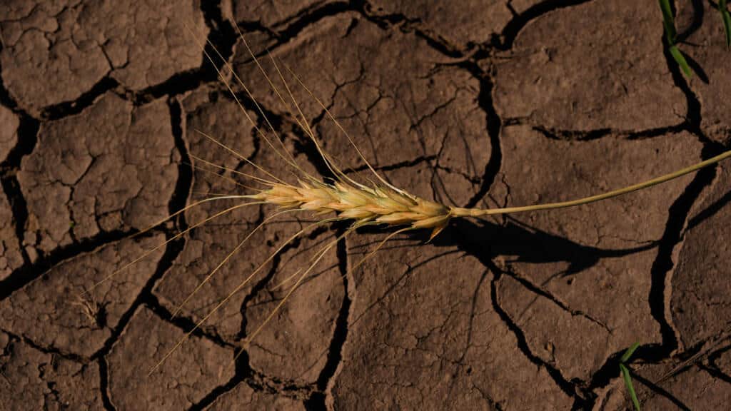 El Niño amenaza con multiplicar las pérdidas económicas y afectar las cadenas de suministro
