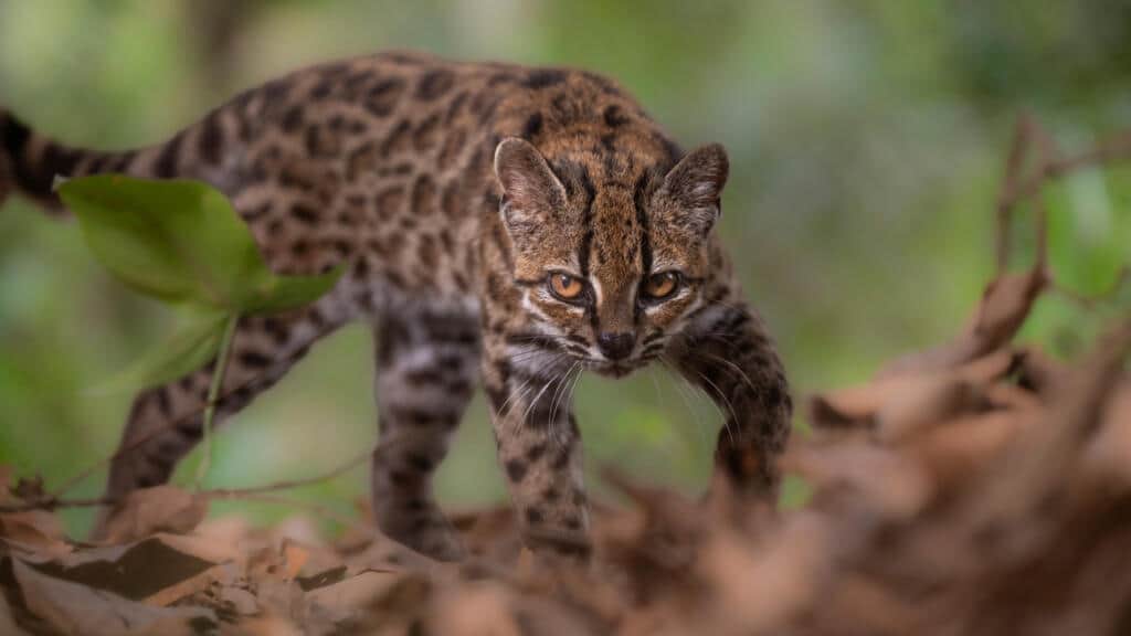 El tilcayo: la nueva especie de felino salvaje descubierta en Bolivia, primera identificada en más de un siglo