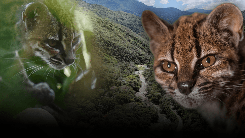 Tilcayo: el felino que la ciencia acaba de identificar en Bolivia