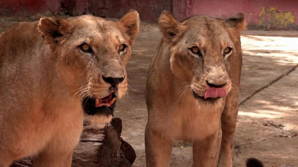 Cuba: los cortes de electricidad ponen en peligro a los animales del zoológico