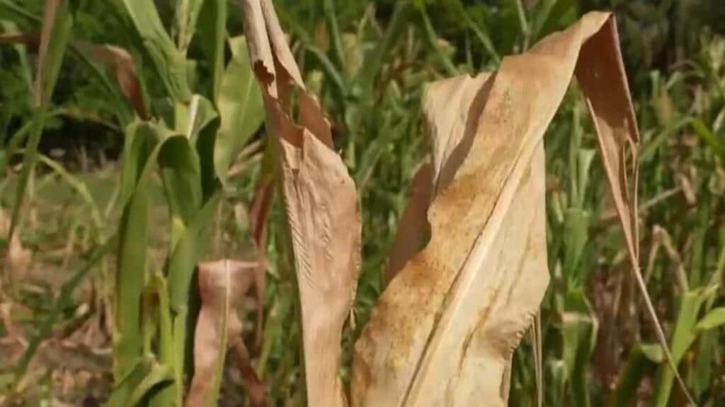 El Niño golpea a Centroamérica: sequía histórica pone en riesgo las cosechas en El Salvador