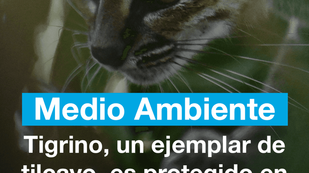 Tigrino, un ejemplar de tilcayo, es protegido en un santuario en Bolivia