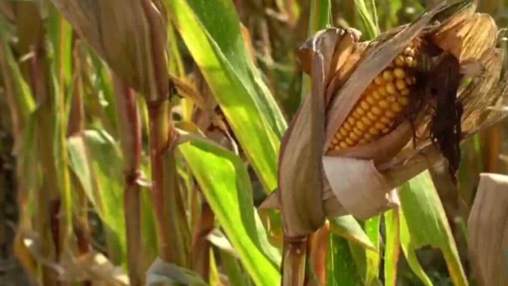 Ola de calor y sequías dejan al sector agrícola en crisis y genera preocupación en los agricultores