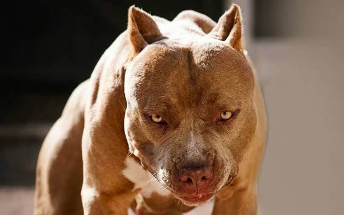 Otro ataque de un perro pitbull en Córdoba