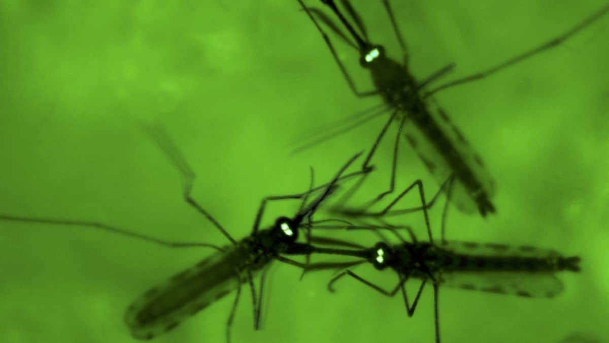 Tras 2 muertes, alerta por malaria en Frankfurt